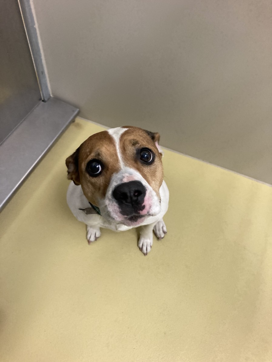 Shelter Stray Female Dog last seen Near BLOCK N JACKSON AVE, WICHITA KS 67203, 3303 N Hillside St, Wichita, KS 67219, USA