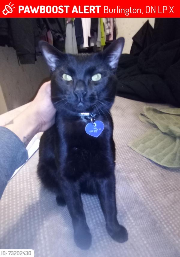 Lost Male Cat last seen Glad Tidings Church, 1380/1401 Guelph Line, Burlington, ON L7P 4X3