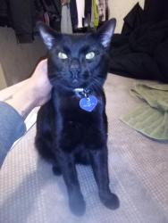 Lost Male Cat last seen Glad Tidings Church, 1380/1401 Guelph Line, Burlington, ON L7P 4X3