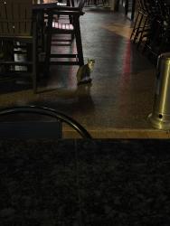 Found/Stray Unknown Cat last seen Red’s Ice hse, College Station, TX 77840