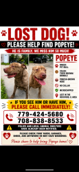Lost Male Dog last seen Rockford, Rockford, IL 61104