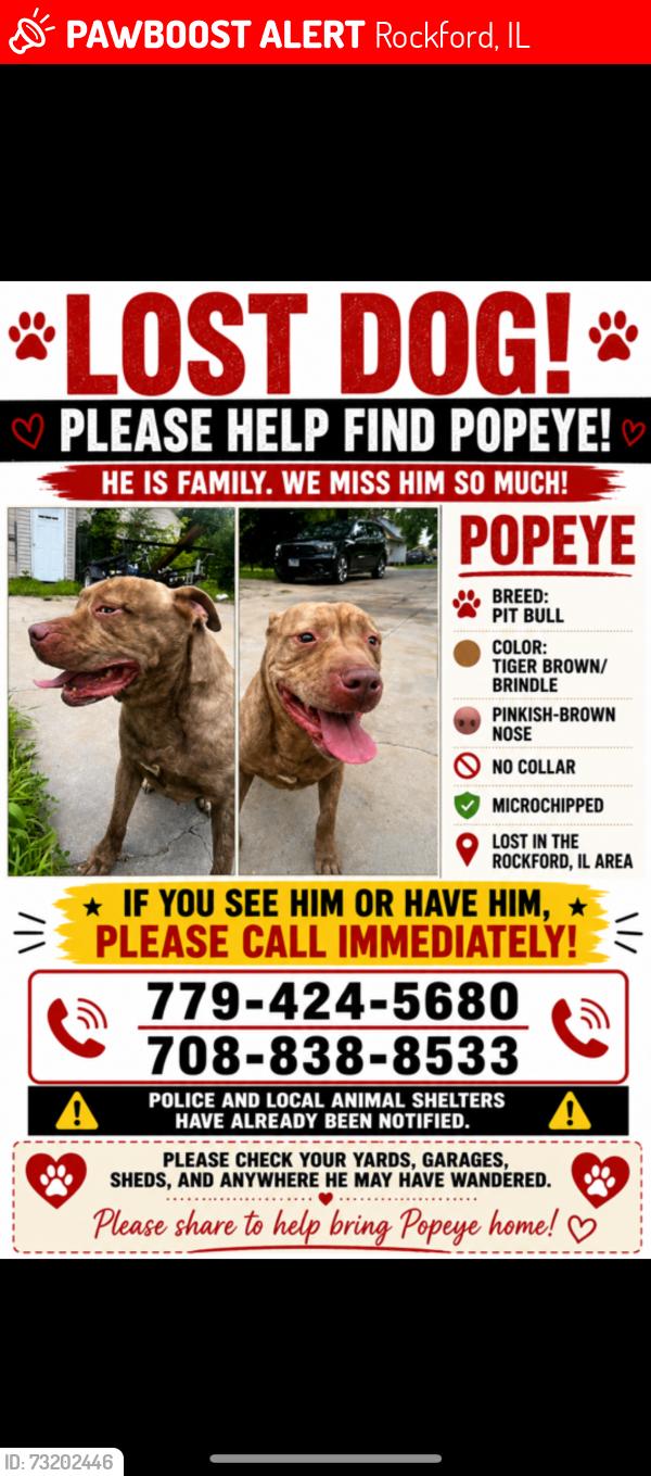 Lost Male Dog last seen Rockford, Rockford, IL 61104