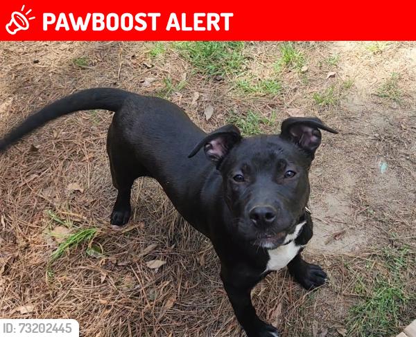 Lost Female Dog last seen Sunland & Snapdragon rds Canaan community, Orangeburg County, SC 29038