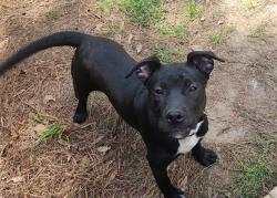 Lost Female Dog last seen Sunland & Snapdragon rds Canaan community, Orangeburg County, SC 29038