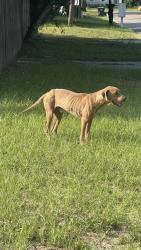 Found/Stray Male Dog last seen Washington and Chisholm street, Apopka, FL 32703