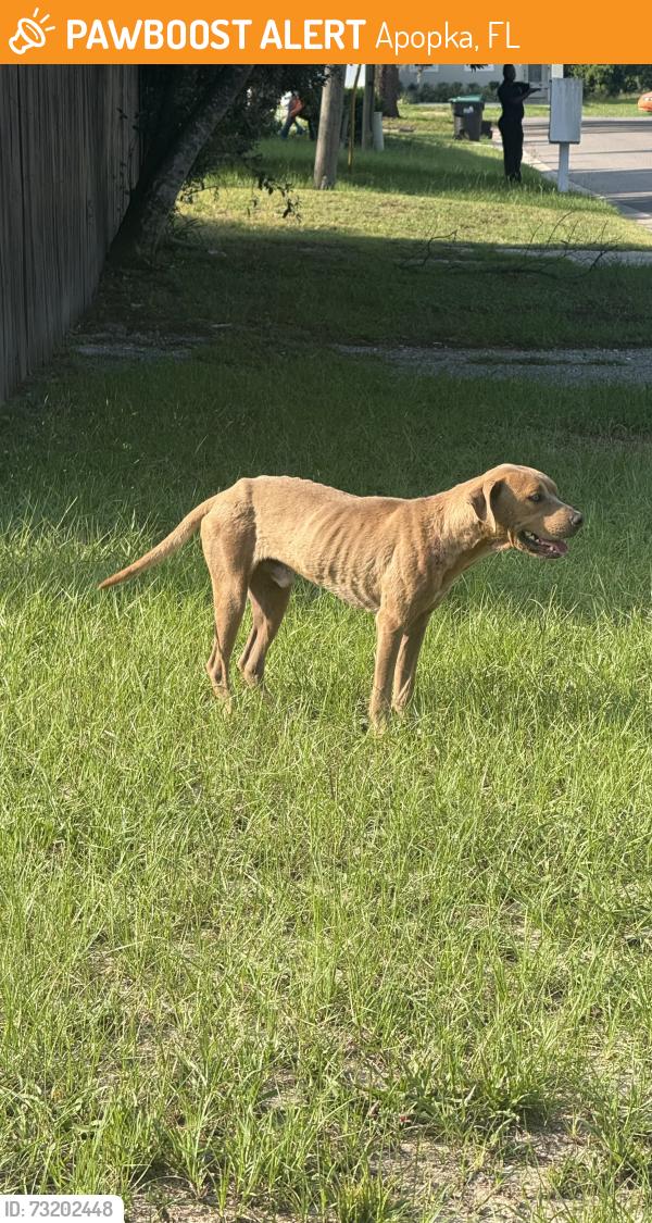 Found/Stray Male Dog last seen Washington and Chisholm street, Apopka, FL 32703