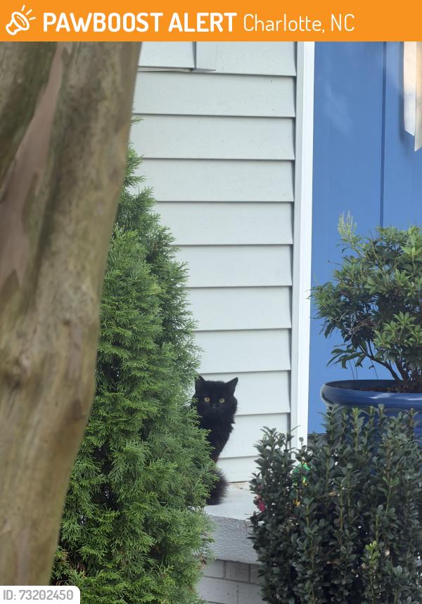 Found/Stray Male Cat last seen Windsor Park in east Charlotte, Charlotte, NC 28205