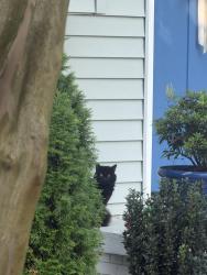 Found/Stray Male Cat last seen Windsor Park in east Charlotte, Charlotte, NC 28205