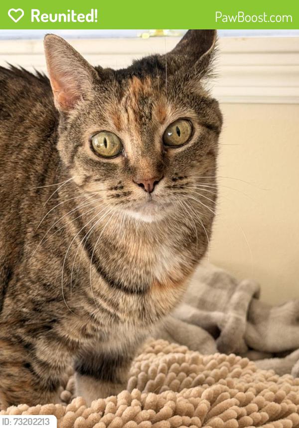 Reunited Female Cat last seen Brickell St SE, Palm Bay, FL 32909