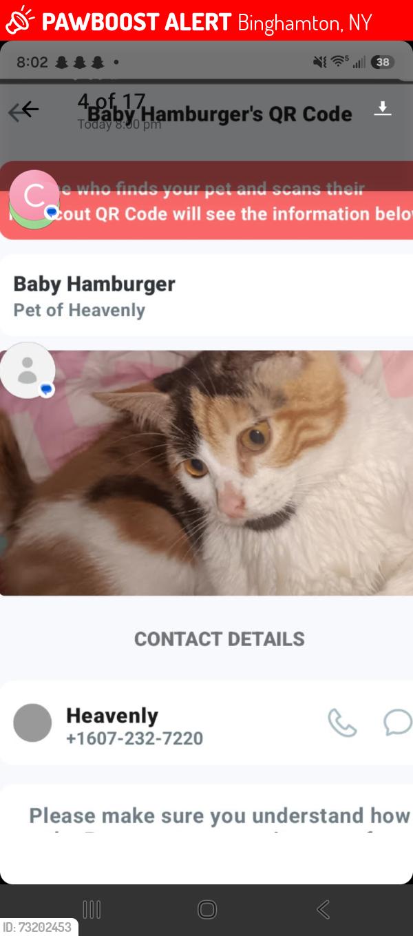 Lost Female Cat last seen Culolumbus park, Binghamton, NY 13901
