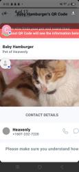 Lost Female Cat last seen Culolumbus park, Binghamton, NY 13901
