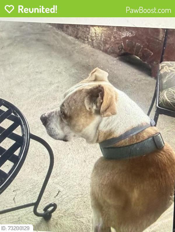 Reunited Female Dog last seen Near old ridge rd, Fairview, PA, Fairview, PA 16415