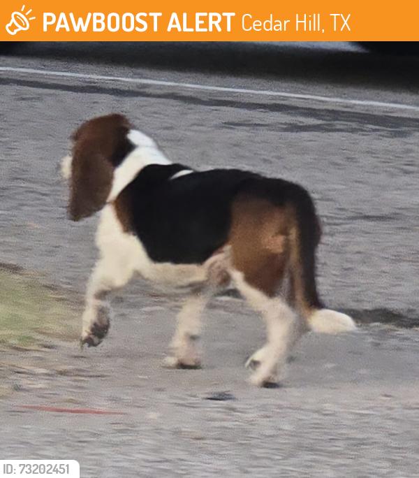 Found/Stray Unknown Dog last seen T Texaco Station near Hwy 67 in Cedar Hill, TX, Cedar Hill, TX 75104