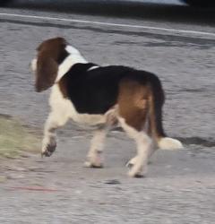 Found/Stray Unknown Dog last seen T Texaco Station near Hwy 67 in Cedar Hill, TX, Cedar Hill, TX 75104