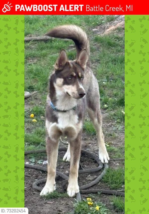 Lost Female Dog last seen Near the intersection of Capital and Colombia, Battle Creek, MI 49015