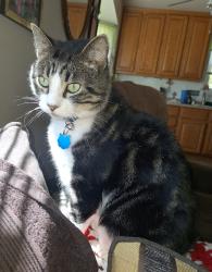 Reunited Male Cat last seen Speedway, Kenosha, WI 53142