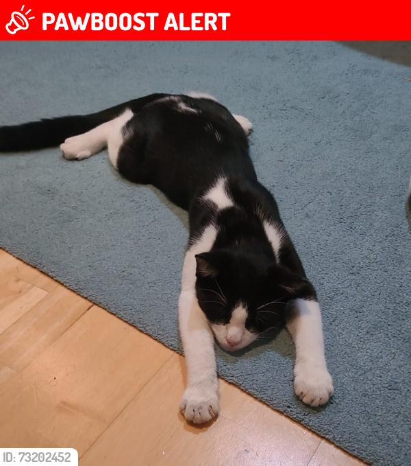 Lost Male Cat last seen Morley Crescent East, Greater London, England HA3 9BP