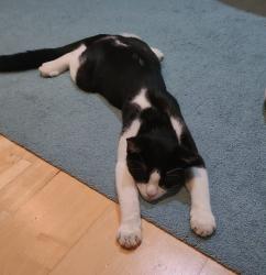 Lost Male Cat last seen Morley Crescent East, Greater London, England HA3 9BP