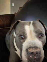 Reunited Female Dog last seen Starbucks, food lion, aloha Hawaiian bbq, Virginia Beach, VA 23462
