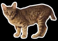 Lost Female Cat last seen Tiillie ln and Lucksinger, Mission, TX 78572