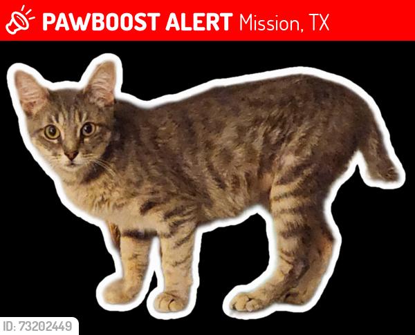 Lost Female Cat last seen Tiillie ln and Lucksinger, Mission, TX 78572