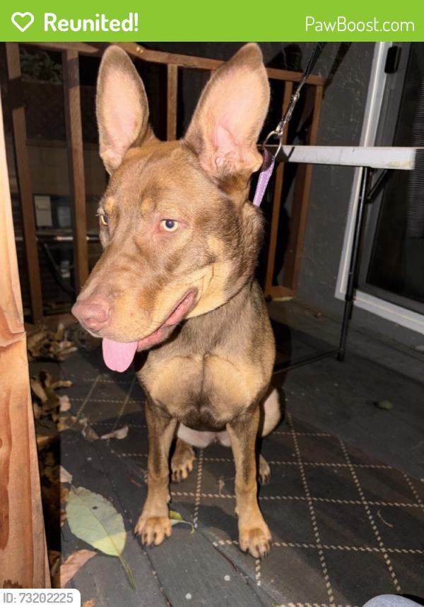 Reunited Female Dog last seen Near the king taco and dollar store, Ontario, CA 91762