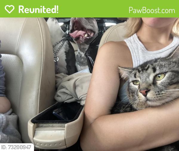 Reunited Male Cat last seen Near valley view rd scenery hill pa 15370, Scenery Hill, PA 15360