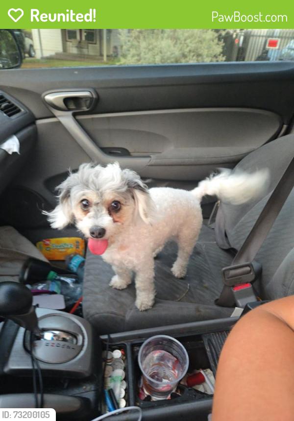 Reunited Female Dog last seen Nw 21st street, Fort Worth, TX 76164