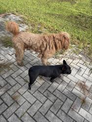 Found/Stray Male Dog last seen Alamo ests, Big Valley Blvd, Kissimmee, Osceola County, FL 34746