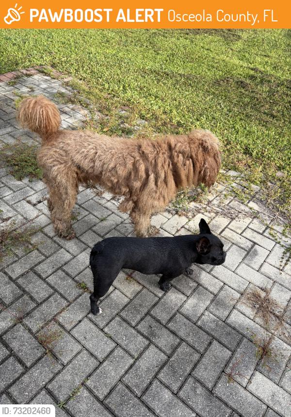 Found/Stray Male Dog last seen Alamo ests, Big Valley Blvd, Kissimmee, Osceola County, FL 34746