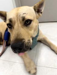 Found/Stray Female Dog last seen Found Stray at East Brooks Rd and Coughlin, Memphis, TN 38106
