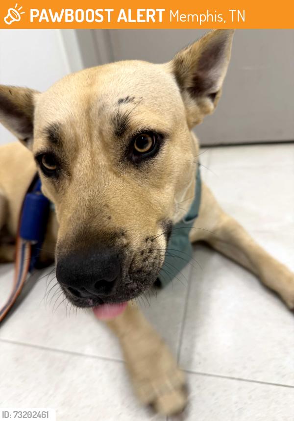 Found/Stray Female Dog last seen Found Stray at East Brooks Rd and Coughlin, Memphis, TN 38106