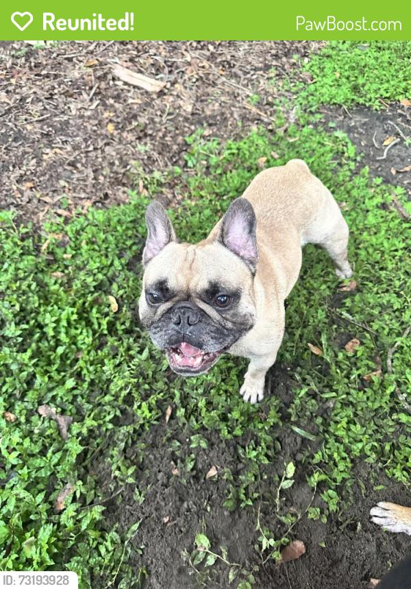 Reunited Male Dog last seen SE19th Ave & 35th St, Gainesville, FL 32641