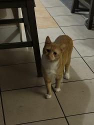 Lost Male Cat last seen Westbrook Ave in between riverside and sylvania, Fort Worth, TX 76111