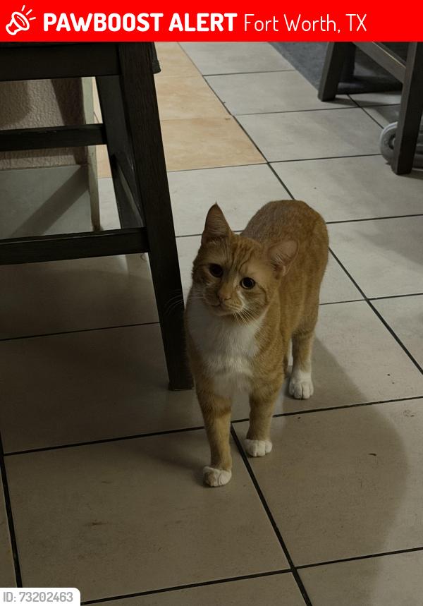 Lost Male Cat last seen Westbrook Ave in between riverside and sylvania, Fort Worth, TX 76111