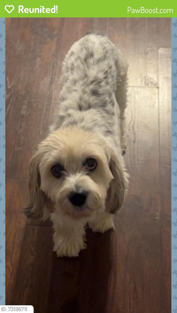 Reunited Female Dog last seen Jolly Cemetery Rd., Taylorsville, NC 28681