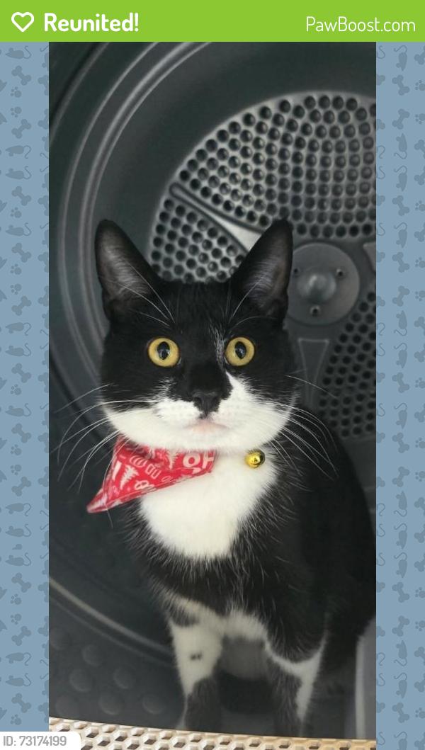 Reunited Female Cat last seen Wessex close SR55SN, Tyne and Wear, England SR5 5SN