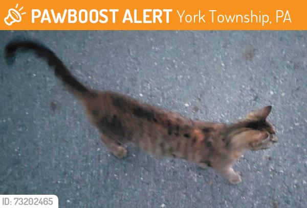 Found/Stray Female Cat last seen Laura and Shawna ave, Mill Creek ests, York Township, PA 17402