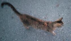 Found/Stray Female Cat last seen Laura and Shawna ave, Mill Creek ests, York Township, PA 17402