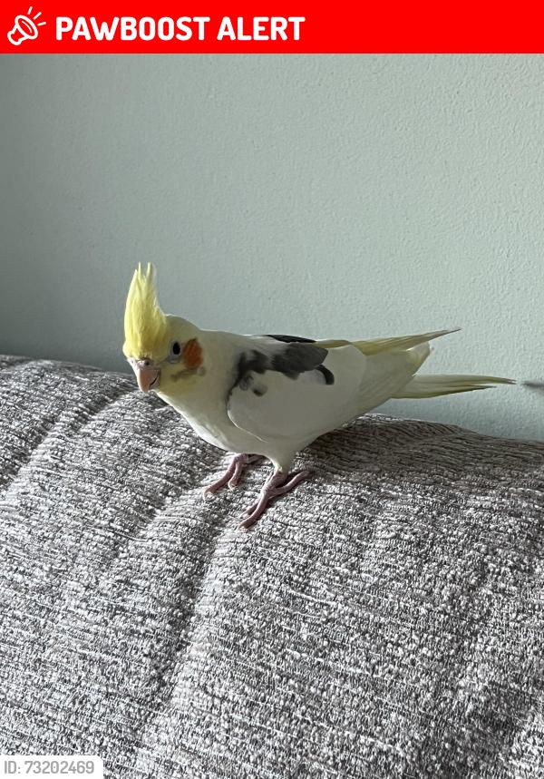 Lost Male Bird last seen Monmouth Close, Chandler's Ford, England 