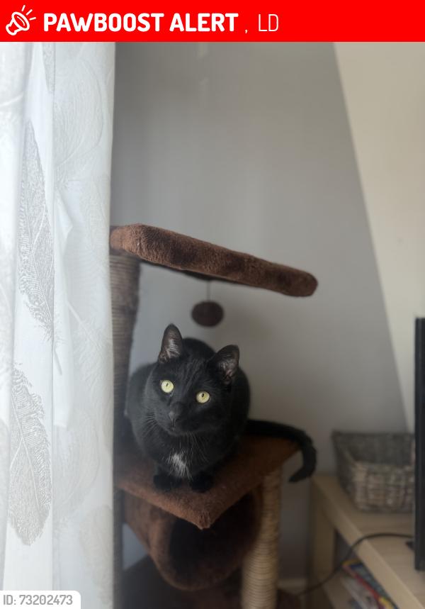 Lost Male Cat last seen Pawpnow Farm Campsite, ,  LD7