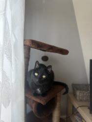 Lost Male Cat last seen Pawpnow Farm Campsite, ,  LD7