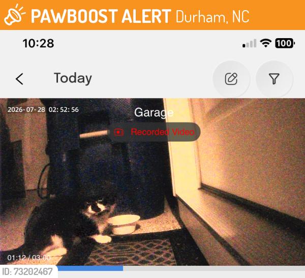 Found/Stray Unknown Cat last seen Brightskies St and Trilogy Blvd, Durham, NC 27560