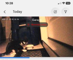 Found/Stray Unknown Cat last seen Brightskies St and Trilogy Blvd, Durham, NC 27560