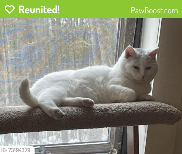 Reunited Female Cat last seen Back Porch about 9 am @ 192 South Road, Pepperell, MA 01463, Pepperell, MA 01463
