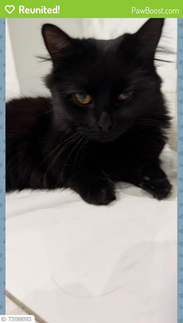 Reunited Female Cat last seen Page Ave, Orlando, FL 32806