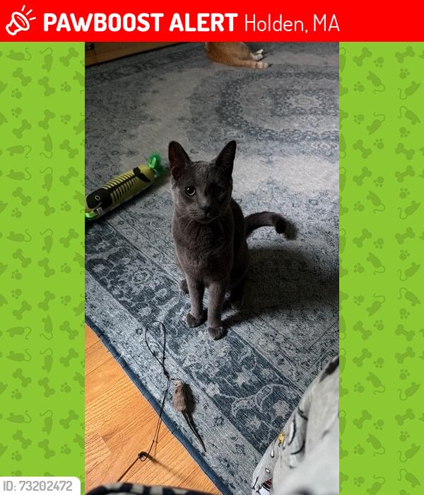 Lost Male Cat last seen winthrop lane, Holden, MA 01520