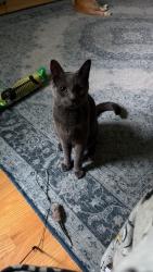 Lost Male Cat last seen winthrop lane, Holden, MA 01520