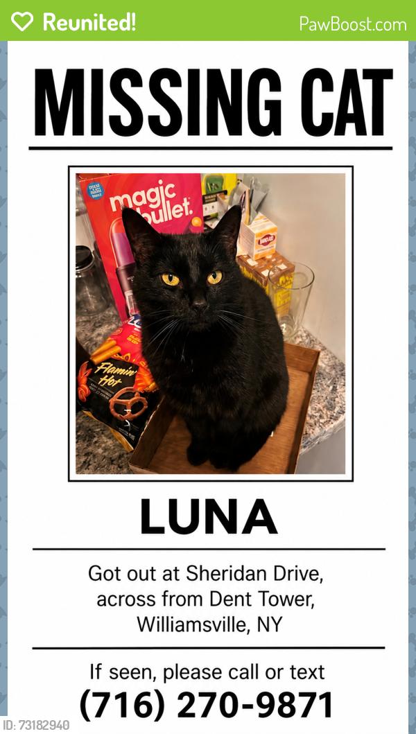 Reunited Female Cat last seen Across from Dent tower, Amherst, NY 14226