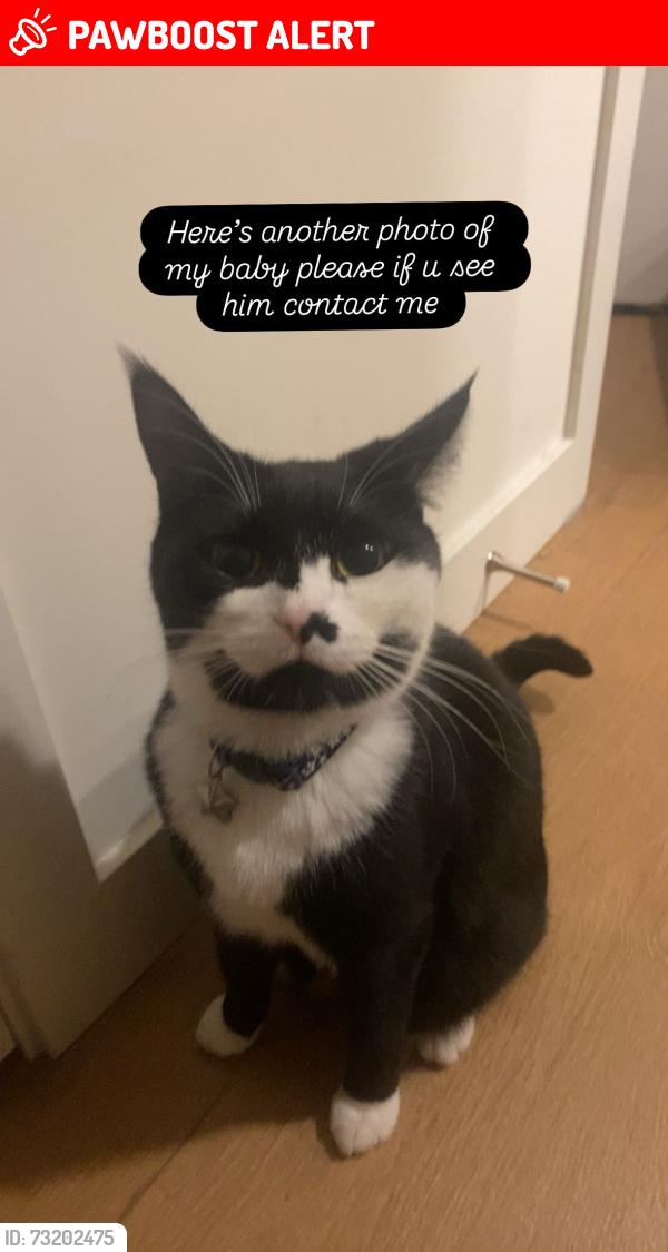 Lost Male Cat last seen Mill st and fern cres, Maple Ridge, BC V4R 0G8